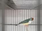 Bleekstuit gouldamandine, Dieren en Toebehoren, Meerdere dieren, Parkiet