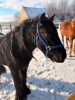 Sprookjesachtige brave 4 jarige Fell pony, Dieren en Toebehoren, Pony's, B, Ruin, 3 tot 6 jaar, C pony (1.27m tot 1.37m)