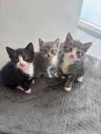Kittens, Dieren en Toebehoren, Katten en Kittens | Raskatten | Korthaar, Ontwormd