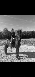 Bijrijder aangeboden/ verzorgpaard gezocht omgeving utrecht, Dieren en Toebehoren, Ophalen, Zo goed als nieuw