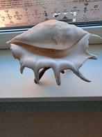 Grote schelp op standaard, Ophalen of Verzenden, Schelp(en)