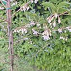 Sneeuwklokjesboom, Ophalen