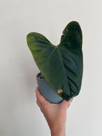 Anthurium Portilliae, Huis en Inrichting, Kamerplanten, Ophalen, Halfschaduw, Minder dan 100 cm