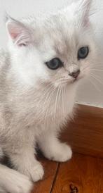 Silver shaded britse korthaar, Dieren en Toebehoren, Katten en Kittens | Raskatten | Korthaar, Kater, Ontwormd