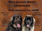 Leonberger pups verwacht met officiële FCI stamboom, Rabiës (hondsdolheid), 8 tot 15 weken, Meerdere dieren, Eén hond
