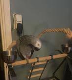 Grijze roodstaart tam, Dieren en Toebehoren, Mannelijk, Papegaai, Pratend