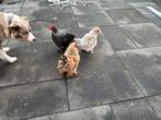 Schattige kleine Cochin-serama kruising, Mannelijk, Kip