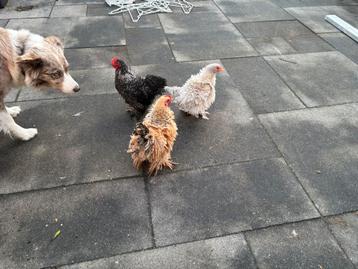 Schattige kleine Cochin-serama kruising beschikbaar voor biedingen
