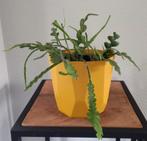 Zaagcactus plant, Ophalen, Cactus, Halfschaduw, Minder dan 100 cm