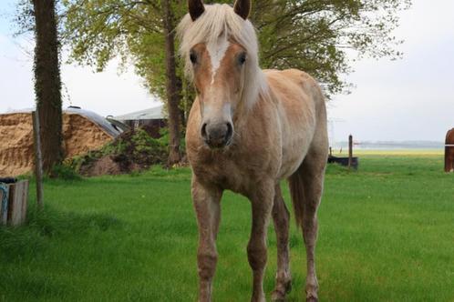 Haflinger hengst jaarling, Dieren en Toebehoren, Paarden, Hengst, Onbeleerd, Minder dan 160 cm, 0 tot 2 jaar, Recreatiepaard, Met stamboom