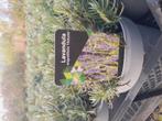 Lavendel hitcote 2L potten €2.50 euro per stuk, Ophalen of Verzenden, Overige soorten, Volle zon