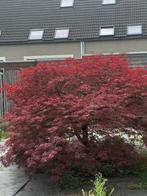 Japanse Esdoorn Rood - Acer palmatum, Tuin en Terras, Planten | Bomen, Ophalen, Overige soorten, 100 tot 250 cm
