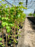Druivenrank - druif - druivenplant - rank druiven, Vaste plant, Fruitplanten, Ophalen