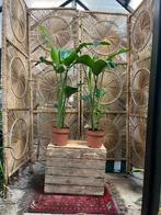 Strelitzia nicolai 140cm, Ophalen, Halfschaduw, Minder dan 100 cm