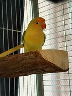 Agapornis evt met kooi, Dieren en Toebehoren, Geslacht onbekend, Dwergpapegaai of Agapornis