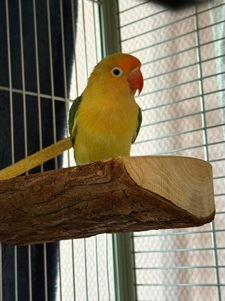 Agapornis evt met kooi, Dieren en Toebehoren, Vogels | Parkieten en Papegaaien, Dwergpapegaai of Agapornis, Geslacht onbekend