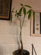 Pachira Aquatica (Geldboom) - Mooie kamerplant, Ophalen, Overige soorten, Halfschaduw, In pot