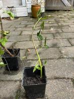 doornloze braam, Ophalen, 250 tot 400 cm, Halfschaduw, Overige soorten