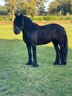 Prachtige Fellpony merrie, Dieren en Toebehoren, Paarden, Merrie, Recreatiepaard, Gechipt, 3 tot 6 jaar