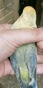 Prachtige piep jonge agapornis fisheri yellow face euwing, Dieren en Toebehoren, Vogels | Parkieten en Papegaaien, Vrouwelijk