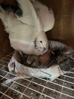 80 npo duiven ringen 2026, Meerdere dieren, Postduif