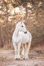 Pensioenplek gezocht E pony, Dieren en Toebehoren, Stalling en Weidegang, Weidegang, 1 paard of pony