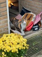 Kittens ter adoptie, Dieren en Toebehoren, Katten en Kittens | Raskatten | Korthaar