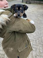 Jack russel X corgi pups te koop, Dieren en Toebehoren, Honden | Jack Russells en Terriërs, Jack Russell Terriër, 8 tot 15 weken