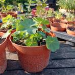 Vrouwenmantel - Alchemilla Mollis laatste 2!, Bodembedekkers, Vaste plant, Ophalen of Verzenden, Halfschaduw