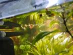 Gekleurde slakjes, Dieren en Toebehoren, Slak of Weekdier, Zoetwatervis, Schoolvis