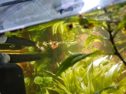Gekleurde slakjes, Dieren en Toebehoren, Vissen | Aquariumvissen, Zoetwatervis, Slak of Weekdier, Schoolvis