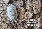 Porcellio scaber 'Moo cow', Dieren en Toebehoren, Overige soorten
