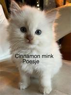 Ragdoll kittens stamboom getest , zeldzame kleur, Dieren en Toebehoren, Katten en Kittens | Raskatten | Langhaar, Meerdere dieren