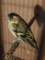 Mooi mutatie sijsje( man ) geringd 2025, Dieren en Toebehoren, Mannelijk, Geringd