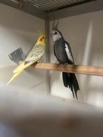 Koppel valkparkieten, Dieren en Toebehoren, Meerdere dieren, Parkiet