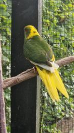 Jonge kakariki, jun 2025, goed tam te maken, Dieren en Toebehoren, Vogels | Parkieten en Papegaaien, Geslacht onbekend, Parkiet