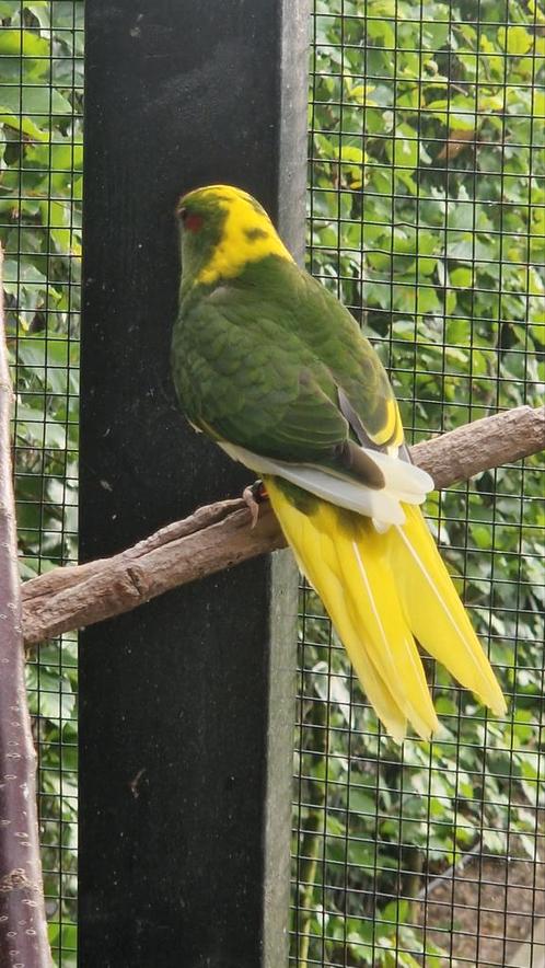 Jonge kakariki, jun 2025, goed tam te maken, Dieren en Toebehoren, Vogels | Parkieten en Papegaaien, Parkiet, Geslacht onbekend