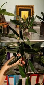 Scindapsus Treubii Dark Form, kamerplant, plant, Overige soorten, Minder dan 100 cm, Halfschaduw, Groene kamerplant