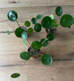 Pilea ‘Mojito’ stekjes (Beschikbaar: 1), Huis en Inrichting, Kamerplanten, Ophalen, Overige soorten, In pot, Minder dan 100 cm