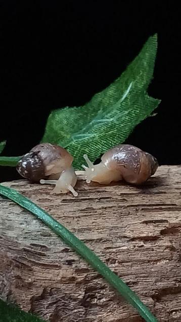Baby Agaat slakken beschikbaar voor biedingen