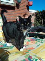 Poes Woezel gesteriliseerd, aanhankelijk zoekt nieuw thuis, Dieren en Toebehoren, Kattenbakken, Ophalen, Nieuw