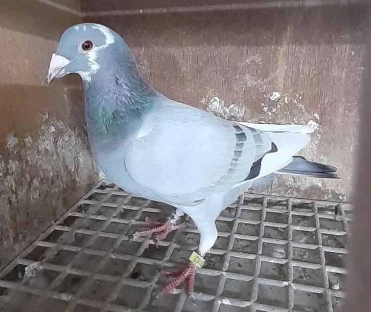 Postduiven postduif duiven duif, Dieren en Toebehoren, Vogels | Duiven, Postduif, Mannelijk