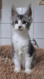 Prachtige maine coon kitten!, Meerdere dieren, Gechipt