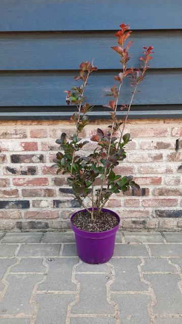 Lagerstroemia (Lagerstroemia 'Pink Velour')🌺 beschikbaar voor biedingen