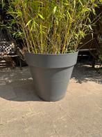 Bamboe plant, Tuin en Terras, Planten | Bomen, Bloeit niet, Overige soorten, 250 tot 400 cm, Ophalen