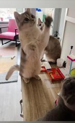 Dekkater met Stanboom / niet te koop, Dieren en Toebehoren, Katten en Kittens | Dekkaters, 0 tot 2 jaar