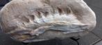 Originele Mosasaurus kaak in matrix, dinosaurus fossiel, Verzamelen, Mineralen en Fossielen, Ophalen, Fossiel