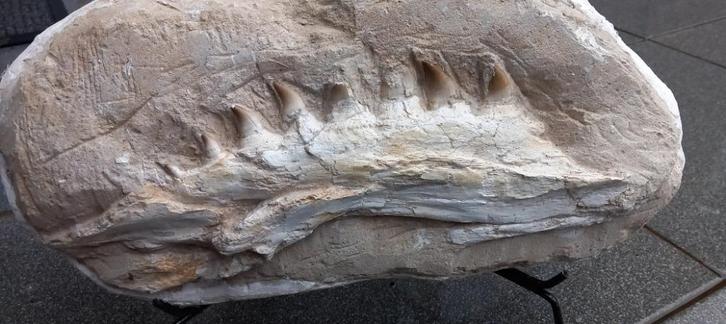 Originele Mosasaurus kaak in matrix, dinosaurus fossiel, Verzamelen, Mineralen en Fossielen, Fossiel, Ophalen