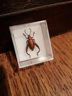 Froglegged beetle, Ophalen of Verzenden, Nieuw, Beeldje of Figuurtje