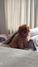 Toypoedel teefje 11 maanden., Dieren en Toebehoren, Honden | Chihuahua's en Gezelschapshonden, Poedel, Particulier, Rabiës (hondsdolheid)